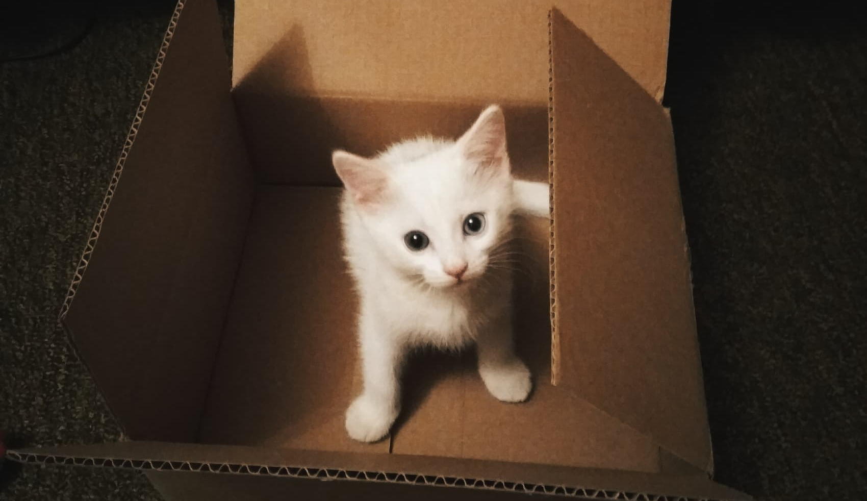 Why Does My Cat Litter Smell So Bad The CATPAK